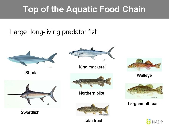Top of the Aquatic Food Chain Large, long-living predator fish King mackerel Shark Walleye