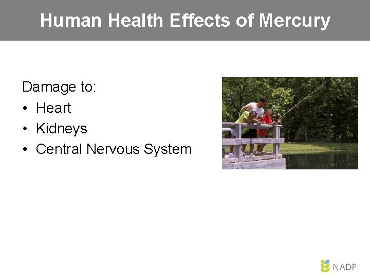 Human Health Effects of Mercury Damage to: • Heart • Kidneys • Central Nervous