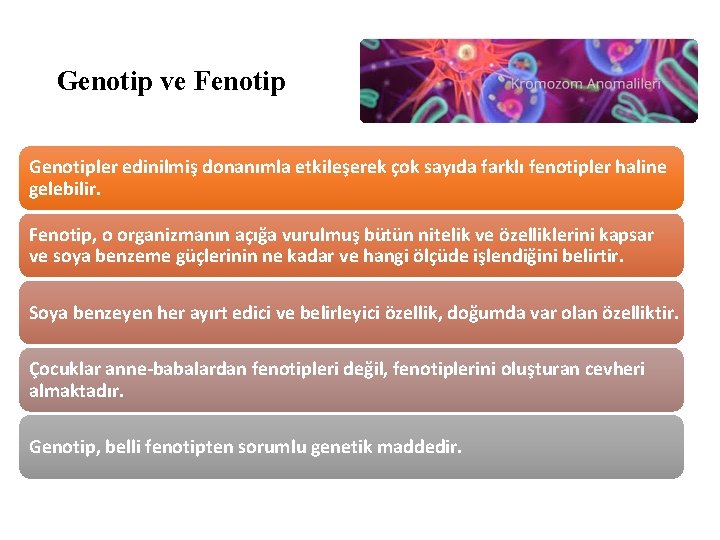 Genotip ve Fenotip Genotipler edinilmiş donanımla etkileşerek çok sayıda farklı fenotipler haline gelebilir. Fenotip,