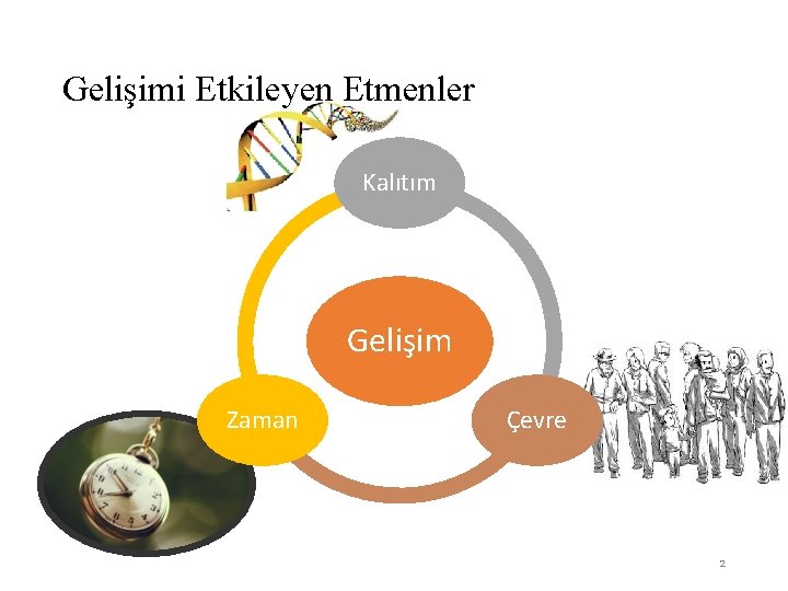 Gelişimi Etkileyen Etmenler Kalıtım Gelişim Zaman Çevre 2 