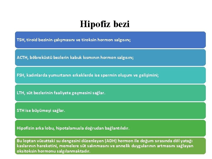 Hipofiz bezi TSH, tiroid bezinin çalışmasını ve tiroksin hormon salgısını; ACTH, böbreküstü bezlerin kabuk