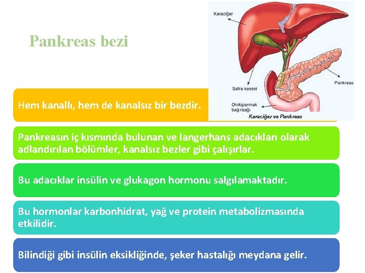 Pankreas bezi Hem kanallı, hem de kanalsız bir bezdir. Pankreasın iç kısmında bulunan ve