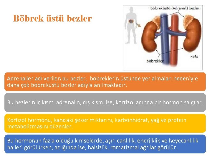 Böbrek üstü bezler Adrenaller adı verilen bu bezler, böbreklerin üstünde yer almaları nedeniyle daha