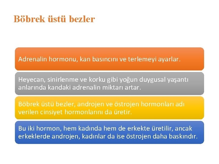 Böbrek üstü bezler Adrenalin hormonu, kan basıncını ve terlemeyi ayarlar. Heyecan, sinirlenme ve korku