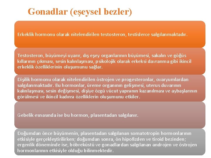 Gonadlar (eşeysel bezler) Erkeklik hormonu olarak nitelendirilen testosteron, testislerce salgılanmaktadır. Testosteron, büyümeyi uyarır, dış