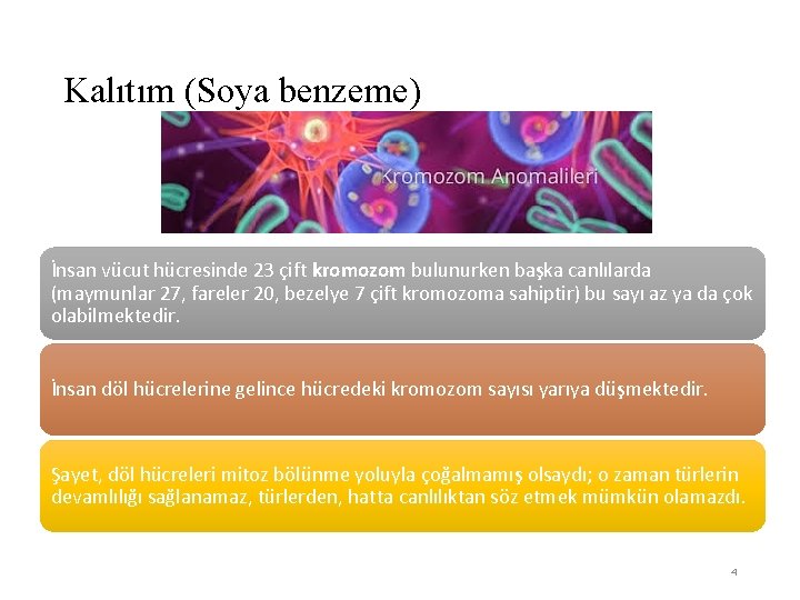 Kalıtım (Soya benzeme) İnsan vücut hücresinde 23 çift kromozom bulunurken başka canlılarda (maymunlar 27,