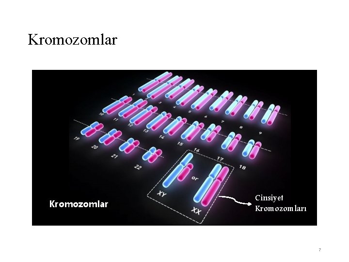 Kromozomlar Cinsiyet Kromozomları 7 