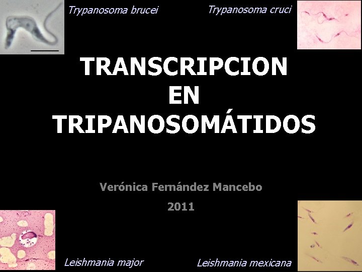 Trypanosoma cruci Trypanosoma brucei TRANSCRIPCION EN TRIPANOSOMÁTIDOS Verónica Fernández Mancebo 2011 Leishmania major Leishmania