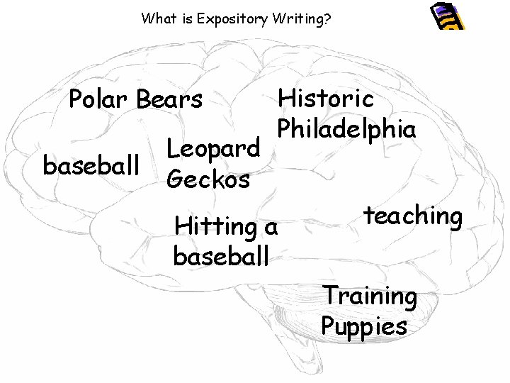 What is Expository Writing? Polar Bears baseball Leopard Geckos Historic Philadelphia Hitting a baseball