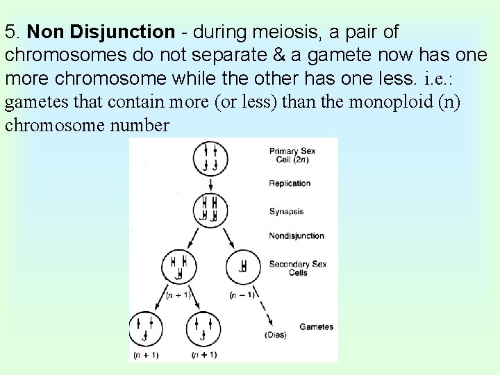 5. Non Disjunction - during meiosis, a pair of chromosomes do not separate &