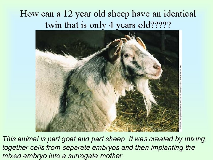 How can a 12 year old sheep have an identical twin that is only