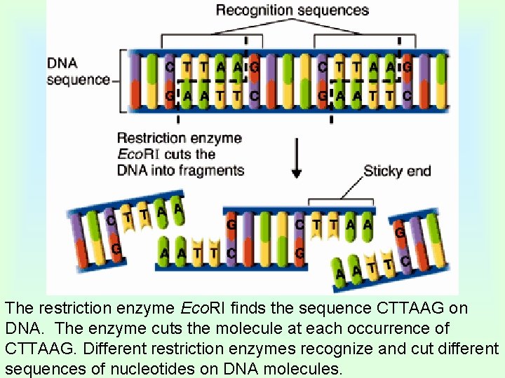 The restriction enzyme Eco. RI finds the sequence CTTAAG on DNA. The enzyme cuts