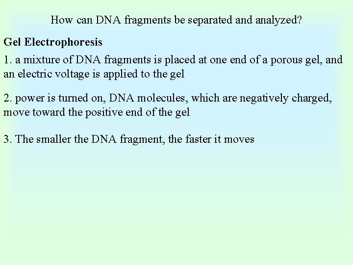 How can DNA fragments be separated analyzed? Gel Electrophoresis 1. a mixture of DNA