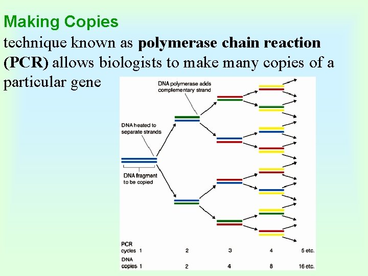 Making Copies technique known as polymerase chain reaction (PCR) allows biologists to make many