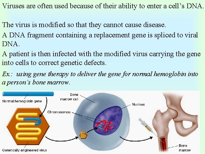 Viruses are often used because of their ability to enter a cell’s DNA. The