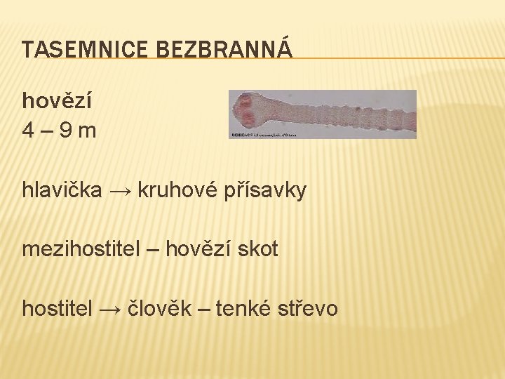 TASEMNICE BEZBRANNÁ hovězí 4– 9 m hlavička → kruhové přísavky mezihostitel – hovězí skot