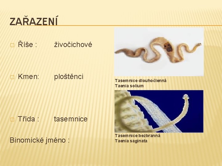 ZAŘAZENÍ � Říše : živočichové � Kmen: ploštěnci � Třída : tasemnice Binomické jméno