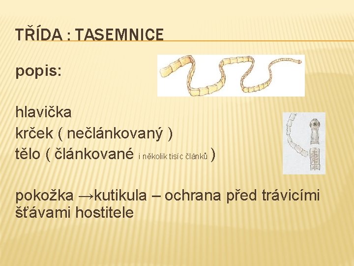 TŘÍDA : TASEMNICE popis: hlavička krček ( nečlánkovaný ) tělo ( článkované i několik