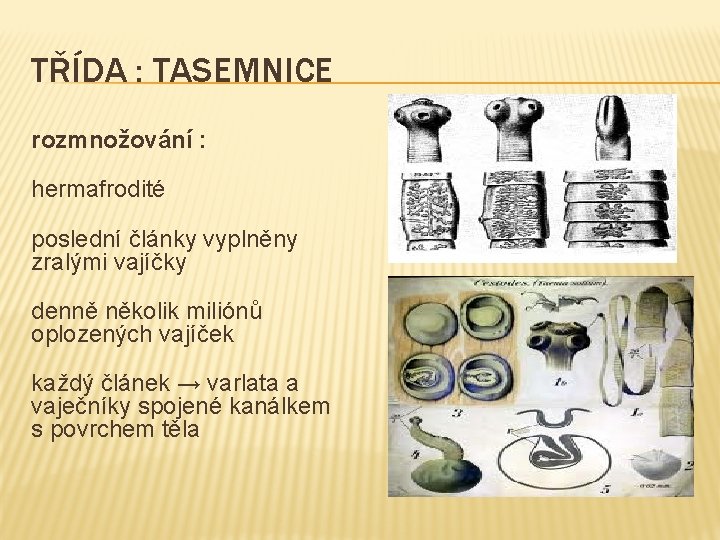 TŘÍDA : TASEMNICE rozmnožování : hermafrodité poslední články vyplněny zralými vajíčky denně několik miliónů