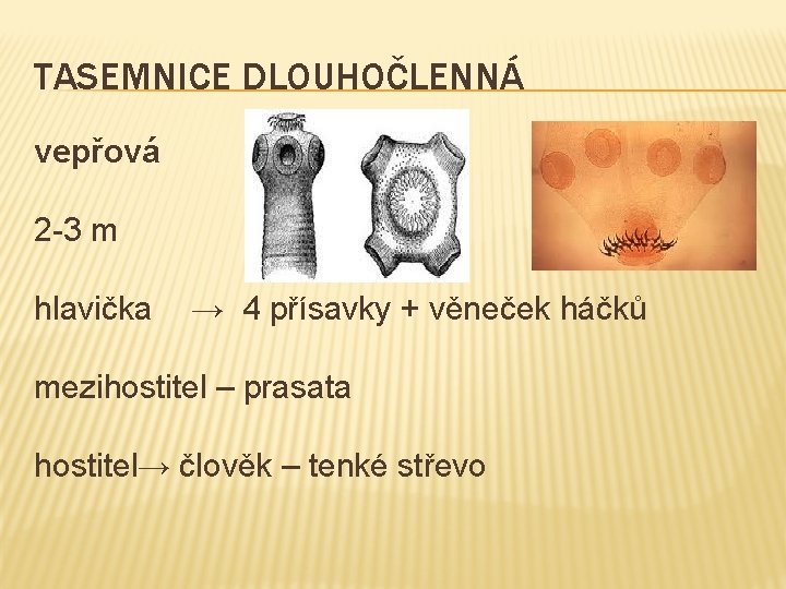 TASEMNICE DLOUHOČLENNÁ vepřová 2 -3 m hlavička → 4 přísavky + věneček háčků mezihostitel