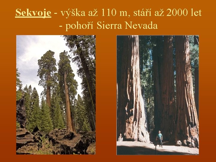 Sekvoje - výška až 110 m, stáří až 2000 let - pohoří Sierra Nevada