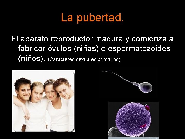 La pubertad. El aparato reproductor madura y comienza a fabricar óvulos (niñas) o espermatozoides La pubertad. El aparato reproductor madura y comienza a fabricar óvulos (niñas) o espermatozoides