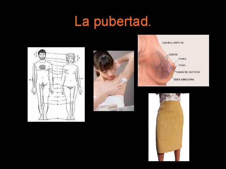 La pubertad. La pubertad.