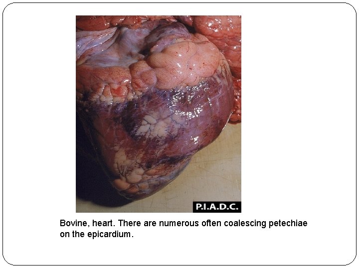 Bovine, heart. There are numerous often coalescing petechiae on the epicardium. 