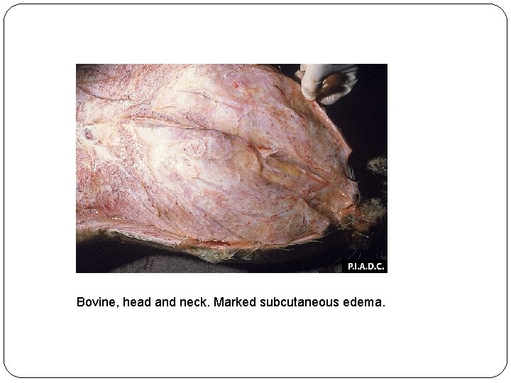 Bovine, head and neck. Marked subcutaneous edema. 