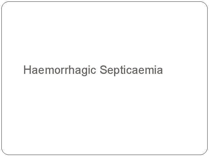 Haemorrhagic Septicaemia 