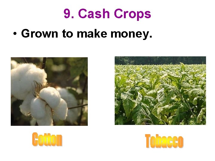 9. Cash Crops • Grown to make money. 