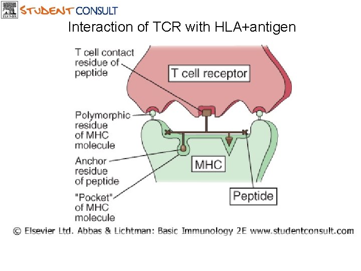 Interaction of TCR with HLA+antigen Downloaded from: Student. Consult (on 18 July 2006 08: