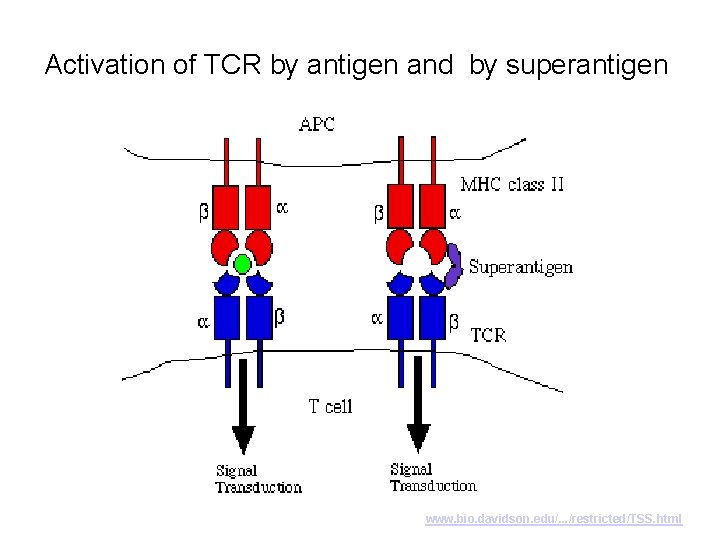 Activation of TCR by antigen and by superantigen www. bio. davidson. edu/. . .