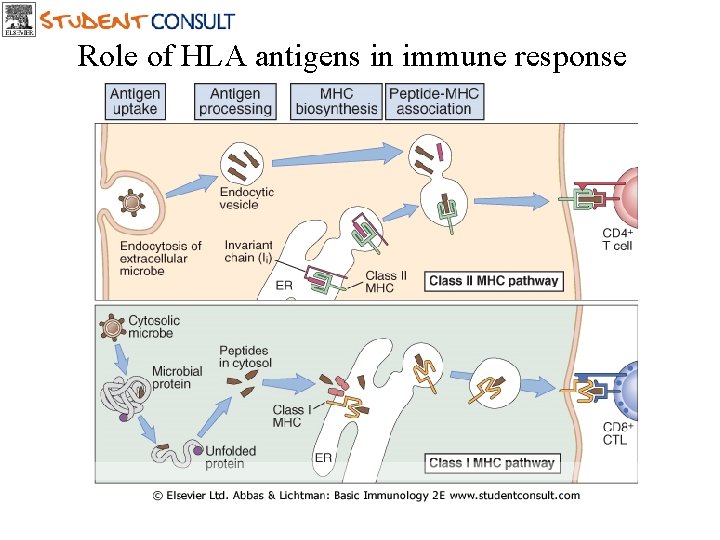 Role of HLA antigens in immune response Downloaded from: Student. Consult (on 18 July