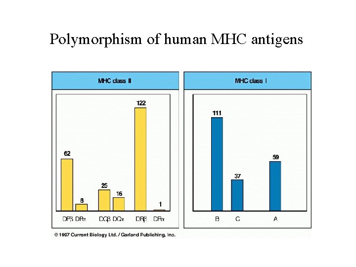 Polymorphism of human MHC antigens 