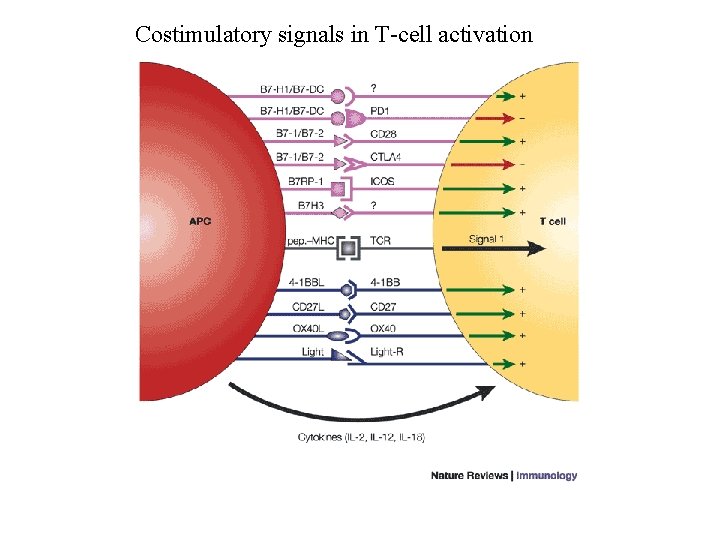 Costimulatory signals in T-cell activation 