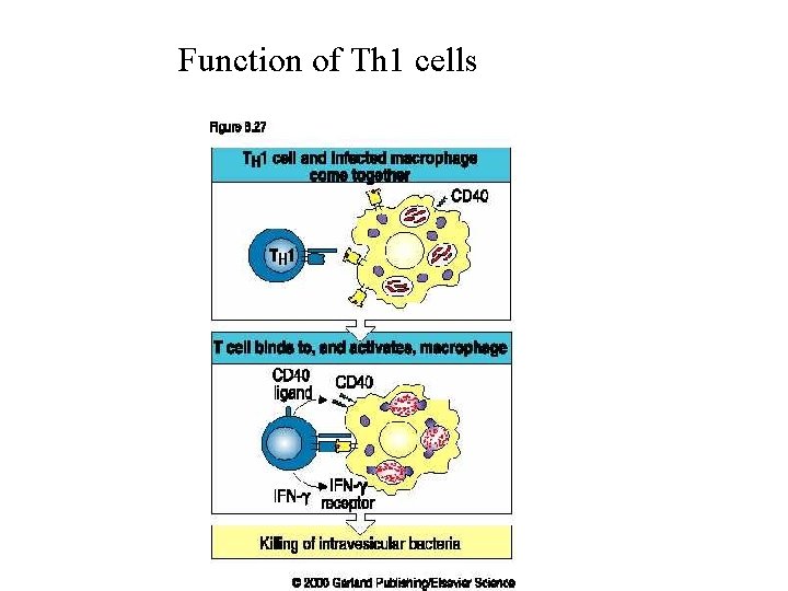 Function of Th 1 cells 