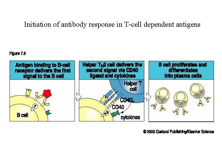 Initiation of antibody response in T-cell dependent antigens 