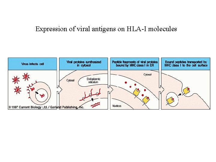 Expression of viral antigens on HLA-I molecules 