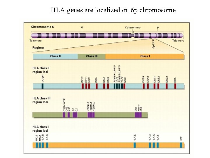 HLA genes are localized on 6 p chromosome 