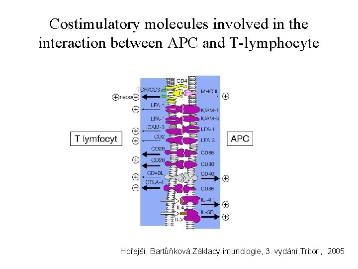 Costimulatory molecules involved in the interaction between APC and T-lymphocyte Hořejší, Bartůňková: Základy imunologie,