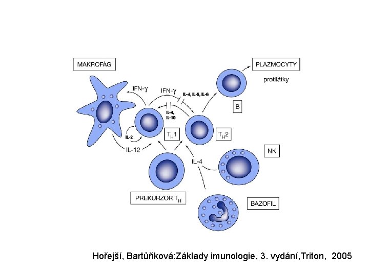 Vzájemné vztahy Th 1 a Th 2 buněk Hořejší, Bartůňková: Základy imunologie, 3. vydání,