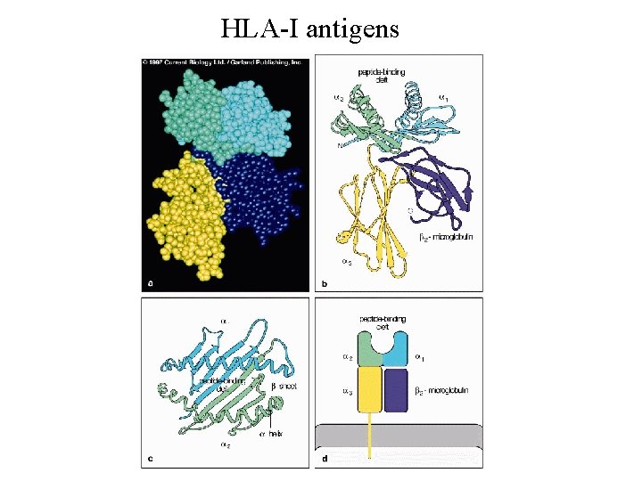 HLA-I antigens 