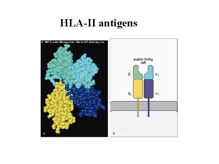 HLA-II antigens 