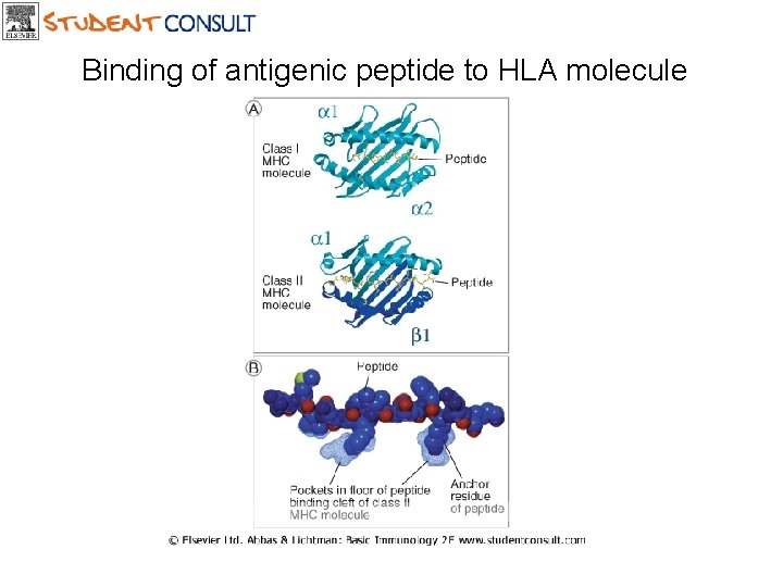 Binding of antigenic peptide to HLA molecule Downloaded from: Student. Consult (on 18 July