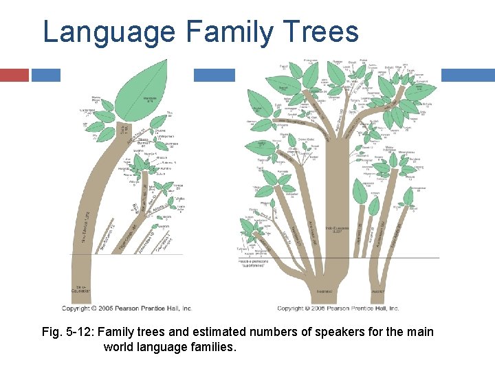 Language Family Trees Fig. 5 -12: Family trees and estimated numbers of speakers for