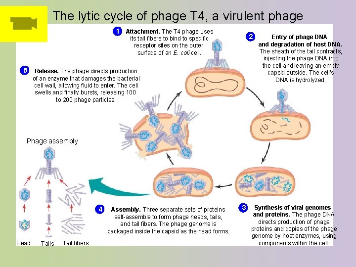 The lytic cycle of phage T 4, a virulent phage 1 Attachment. The T