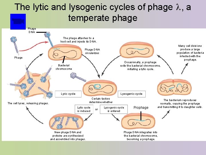 The lytic and lysogenic cycles of phage λ , a temperate phage Phage DNA