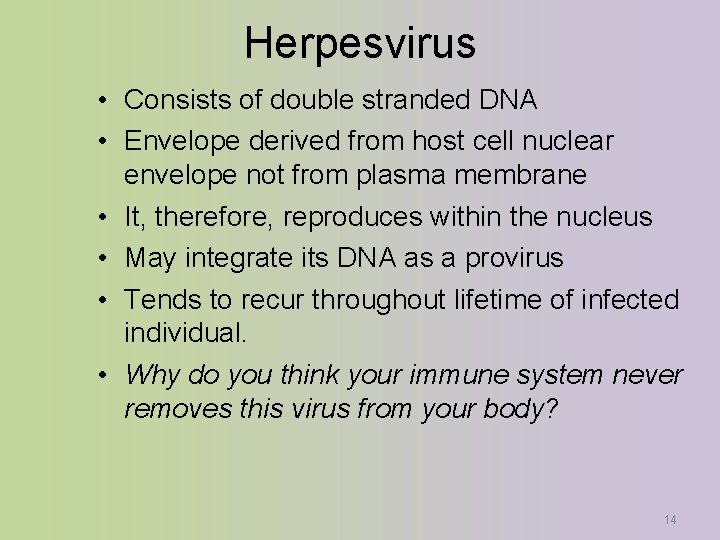 Herpesvirus • Consists of double stranded DNA • Envelope derived from host cell nuclear