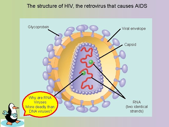  The structure of HIV, the retrovirus that causes AIDS Glycoprotein Viral envelope Capsid